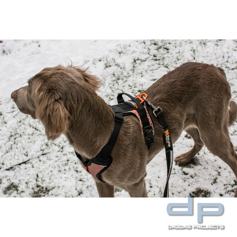 Non-stop Dogwear Strong Leash Hundeleine, 1 m