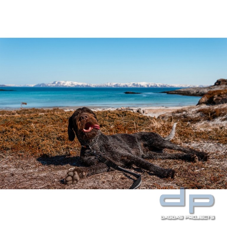 Non-stop Dogwear Strong Leash Hundeleine, 1 m