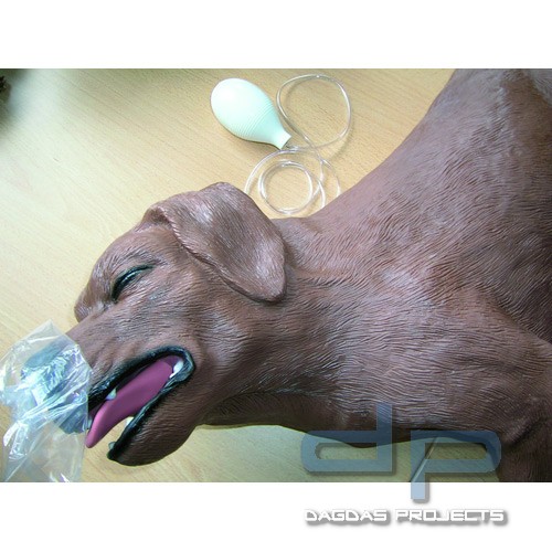 Reanimationshund Casper