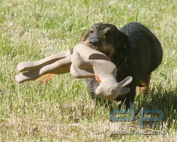 WAIDWERK Apportier-Kaninchen