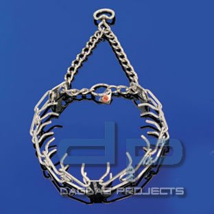 Torquatus-Stachelwürger Gr. 00